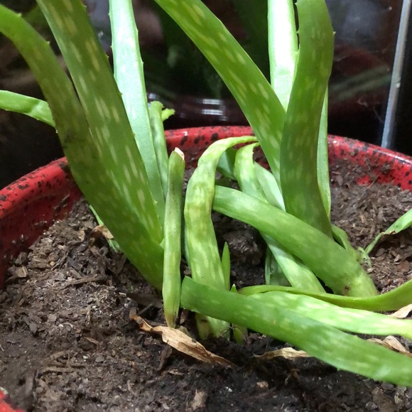 Meet your Posher, Heather - Picture 1 of 1